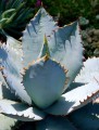 AgaveTitanotaBlue02.jpg