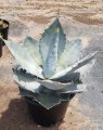 AgaveTitanotaBlue01.jpg