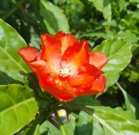 Pereskia Bleo 