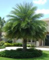 PhoenixSylvestris02.jpg