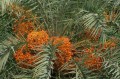 PhoenixSylvestris01.jpg