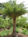 PhoenixSylvestris03.jpg