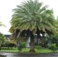 PhoenixSylvestris04.jpg