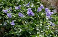RuelliaTuberosa01.jpg