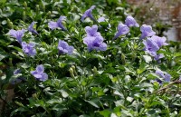 Ruellia Tuberosa