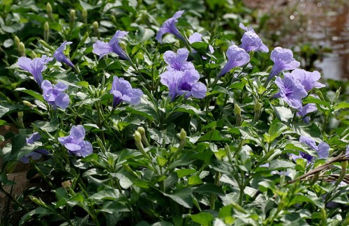 RuelliaTuberosa01.jpg