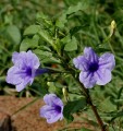 RuelliaTuberosa02.jpg