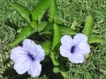 RuelliaTuberosa04.jpg