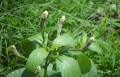 RuelliaTuberosa03.jpg