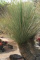 DasylirionGlaucophyllum02.jpg