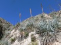 DasylirionGlaucophyllum03.jpg