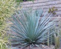 DasylirionGlaucophyllum05.jpg