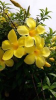 Allamanda Cathartica