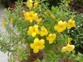 AllamandaCathartica02.jpg