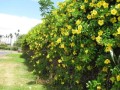 AllamandaCathartica03.jpg