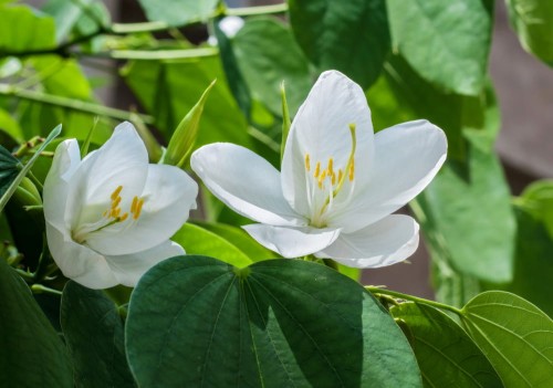 BauhiniaAcuminataDwarf01.jpg