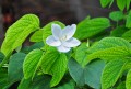 BauhiniaAcuminataDwarf02.jpg