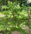 BauhiniaAcuminataDwarf03.jpg