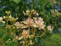 Bauhinia Roxburghiana