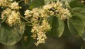 BauhiniaRoxburghiana04.jpg
