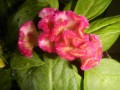 CelosiaArgentea04.jpg