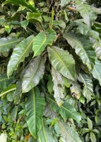 Philodendron Annulatum