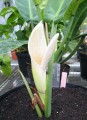 PhilodendronAnnulatum02.jpg