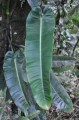 PhilodendronAnnulatum01.jpg