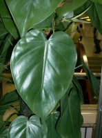 Philodendron Hederaceum Var.Hederaceum