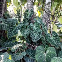 Philodendron Verrucosum