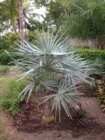 Coccothrinax Macroglossa Azul
