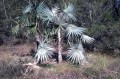 CoccothrinaxMacroglossaAzul03.jpg