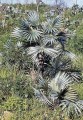 CoccothrinaxMacroglossaAzul01.jpg