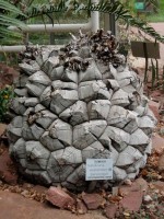 Dioscorea Elephantipes