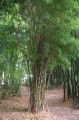 ThyrsostachysSiamensis01.jpg