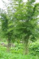 ThyrsostachysSiamensis04.jpg