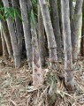 ThyrsostachysSiamensis03.jpg