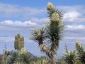 YuccaBrevifoliaBlue01.jpg