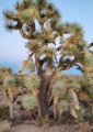 YuccaBrevifoliaBlue03.jpg