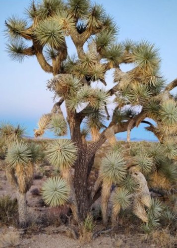 YuccaBrevifoliaBlue03.jpg