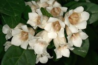 Rothmannia Globosa