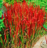 Imperata Cylindrica Rubra 