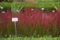 ImperataCylindricaRed04.jpg