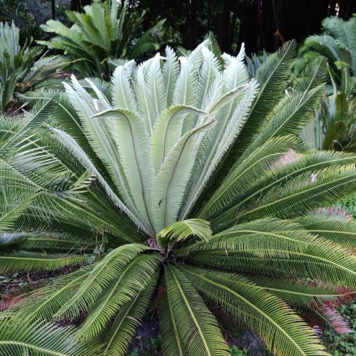 DioonMerolae02.jpg