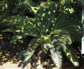 DioonMerolae03.jpg