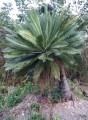 DioonEdulePalmaSola01.jpg
