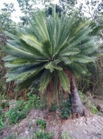 Dioon Edule 'Palma Sola' 