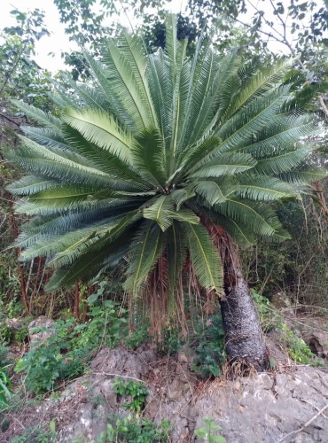 DioonEdulePalmaSola01.jpg