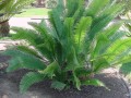 DioonEdulePalmaSola02.jpg