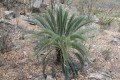 DioonCalifanoi02.jpg